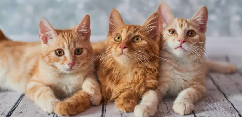 猫咪瘫痪事件持续关注，多方调查两年病因尚未确定
