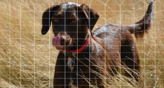 米克斯犬是土狗吗?打破偏见,读懂优质混种犬 米克斯犬是土狗吗?打破偏见,读懂优质混种犬