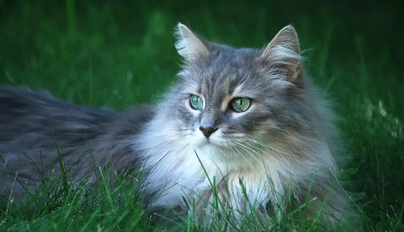 小猫拉肚子但精神很好怎么回事