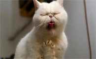 猫咪咽炎吞咽困难如何喂食