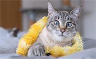 猫咪牙齿牙结石重会诱发牙周炎吗