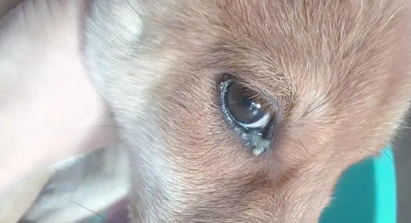犬瘟最明显的症状有哪些