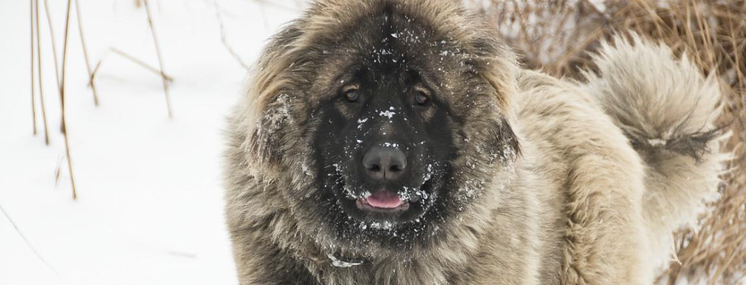 2026 养狗别着急出门！30 多种犬已全域禁养，少一步都可能被罚