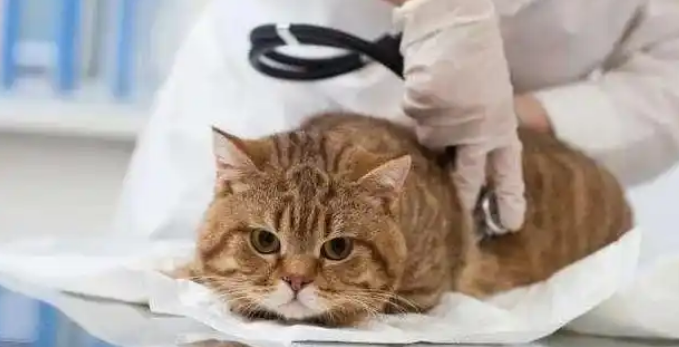 猫咪肾衰竭的严重程度怎么判断啊 猫咪肾衰竭的严重程度怎么判断啊