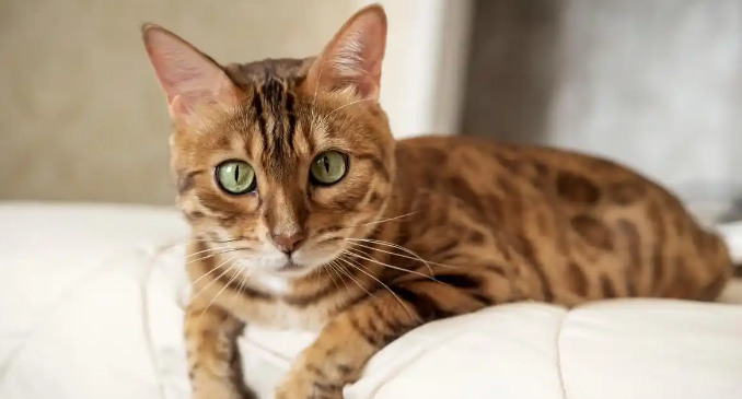 猫咪排泄物带血糊状是不是肠胃寄生虫导致的