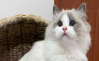 猫咪喜欢高处低头俯视，是情绪压抑代偿吗？