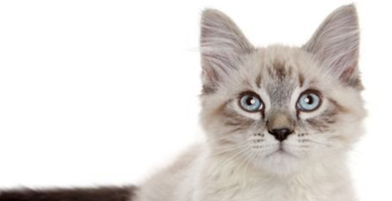 猫咪喜欢咬线头咬布条,是牙龈轻微发痒不适吗? 猫咪喜欢咬线头咬布条,是牙龈轻微发痒不适吗?