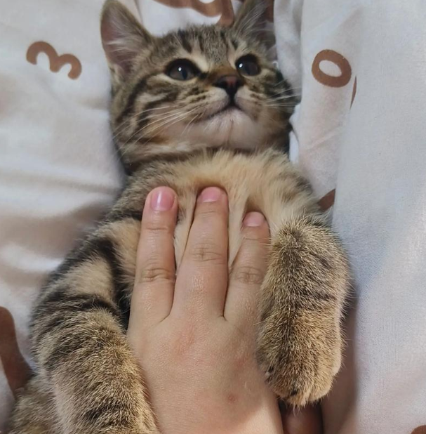 撸猫当心“猫立克次体感染”!初期症状似感冒 撸猫当心“猫立克次体感染”!初期症状似感冒