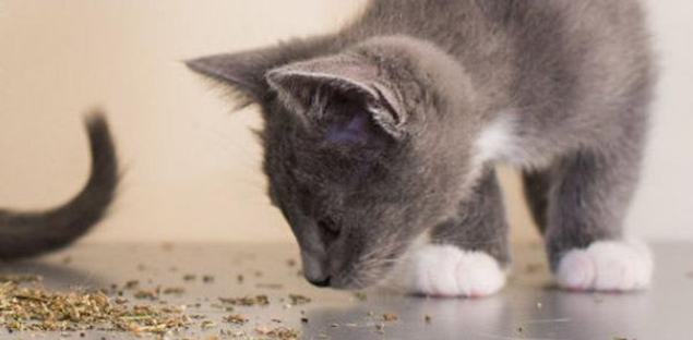 猫咪不爱趴着总蹲坐？是腹部不适吗？