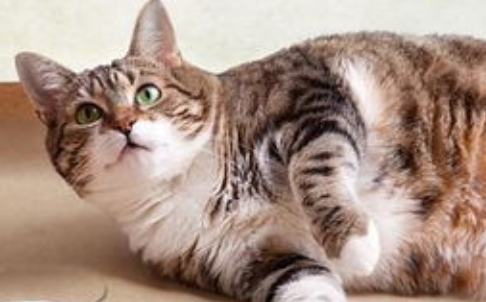 猫咪发烧不退要排查哪些病？