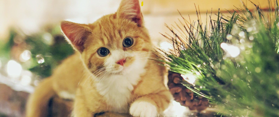猫咪局部毛发粗糙结块？是毛囊角质异常吗？