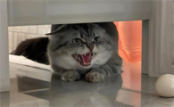 宠物用药品牌哪个好？汉维宠仕Cat8猫专科方案给出了答案