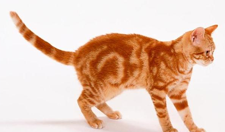 猫尾巴颤抖像触电是怎么了