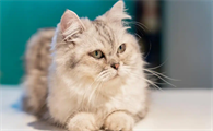 猫咪感染狂犬病会出现哪些症状