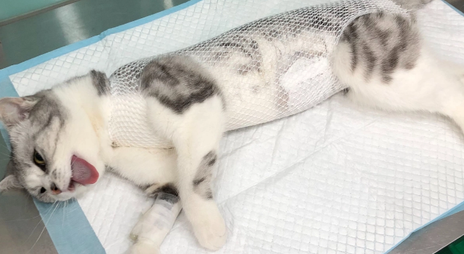 猫咪急性肠胃炎呕吐腹泻怎么治