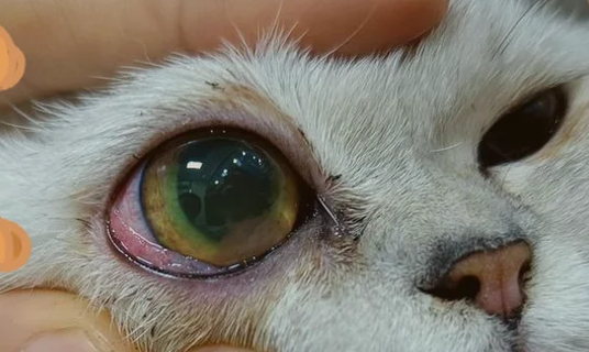 猫流红褐色眼泪的原因有哪些
