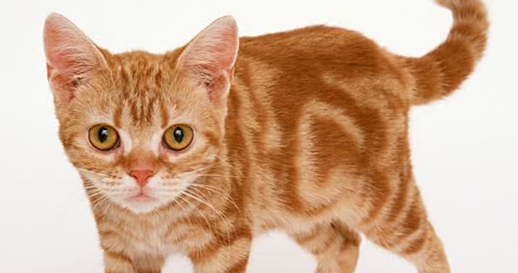 美国硬毛猫多少钱一只？一篇详解市场价与品种特点