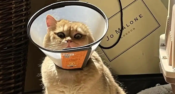 猫吐粉红色液体是什么原因