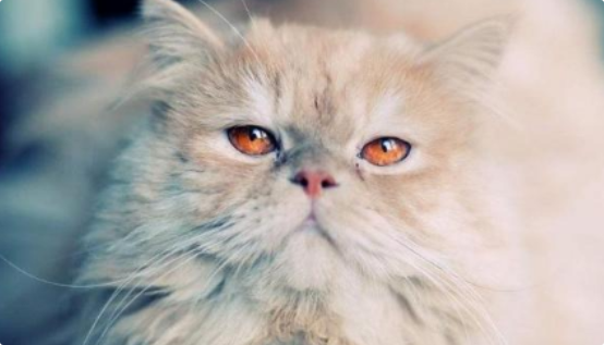 猫咪皮肤瘙痒是过敏导致的吗？