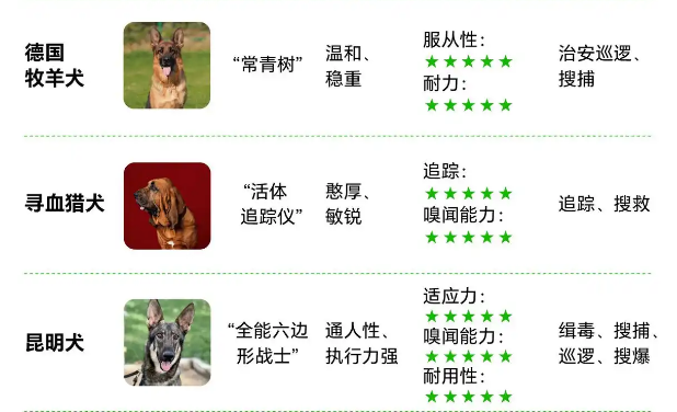 十余国家地区引进，公安部严选！“国产顶流”昆明犬实力在哪