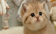 猫咪频繁小声干呕吐白沫？是什么肠胃问题？