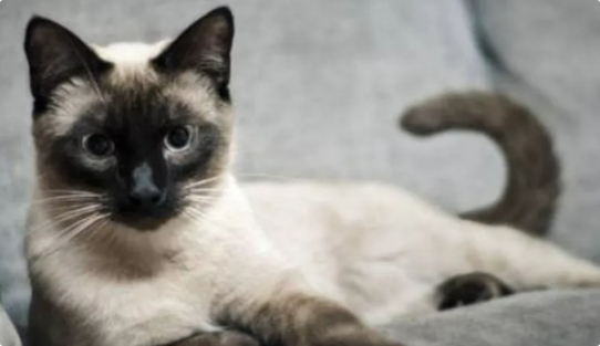 猫咪爪子发炎该怎么处理？