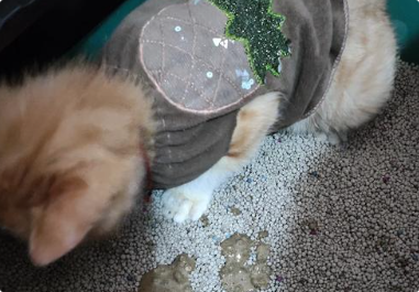 猫咪腹泻不止会脱水吗？
