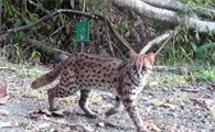 山狸子是几级保护动物？一起来认识下野生豹猫