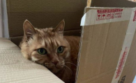 猫咪眼睛流泪是结膜炎吗？