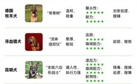 十余国家地区引进，公安部严选！“国产顶流”昆明犬实力在哪