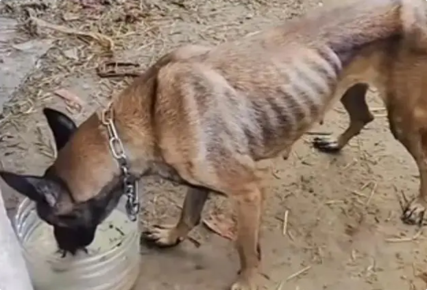 马犬被洪水冲走10天，自行回家瘦成皮包骨