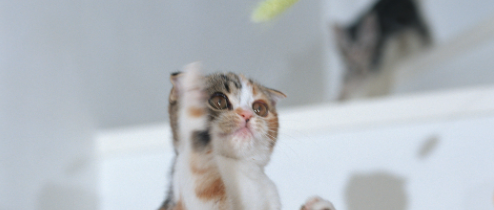 猫咪挑食只吃温热食物？是肠胃虚寒敏感吗？