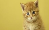 猫咪牙齿轻微发黄有牙垢？是初期牙菌斑堆积吗？