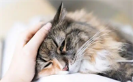猫咪猫鼻支治愈后还会带病毒吗