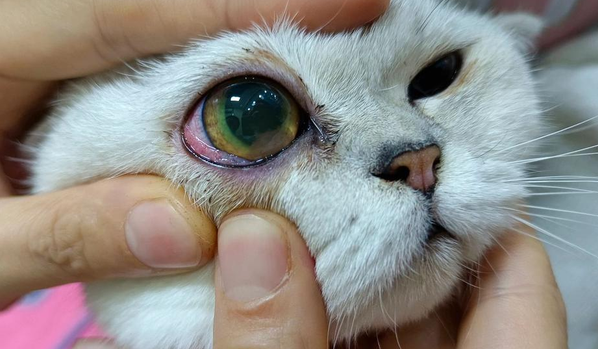 猫咪眼睛充血是什么原因