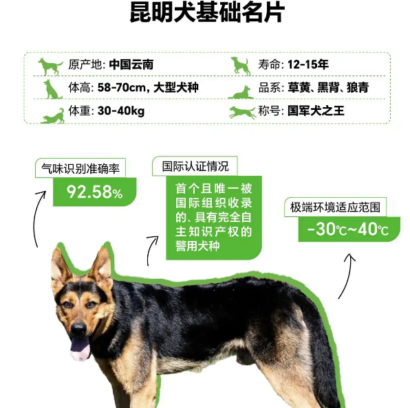 十余国家地区引进，公安部严选！“国产顶流”昆明犬实力在哪
