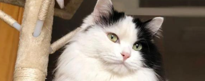 猫咪饭后频繁洗脸揉眼?是什么原因引起的? 猫咪饭后频繁洗脸揉眼?是什么原因引起的?