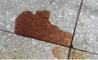 狗狗尿血阿莫西林吃几天