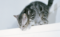猫咪饭后总爱清理牙齿残渣?是牙菌斑初期信号吗?