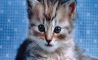 猫咪起跳总是预判失误，是深度视觉偏弱吗？