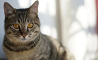 猫咪喘粗气是呼吸困难吗？