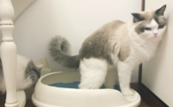 猫咪肛门腺发炎怎么处理?