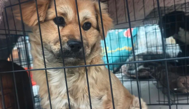 六祖景区的毛孩子们，打上了今年的狂犬疫苗