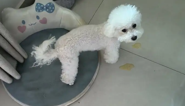 狗狗吐了黄黄的一坨出来怎么办