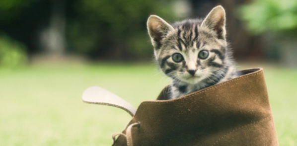 长期笼养少运动，猫咪体态臃肿是代谢迟缓导致的吗？