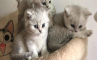 猫咪走路尾巴低垂无力，是体能透支虚弱吗？