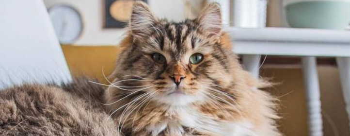 猫咪换季总爱打喷嚏流清鼻？如何调理鼻腔敏感？
