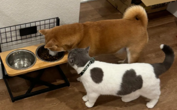 一只猫把小狗成功“忽悠”上了冰箱顶,主人笑出声 一只猫把小狗成功“忽悠”上了冰箱顶,主人笑出声