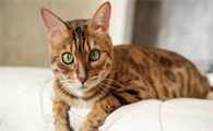 猫咪排泄物带血糊状是不是肠胃寄生虫导致的