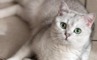 猫咪体重骤降要排查什么病？